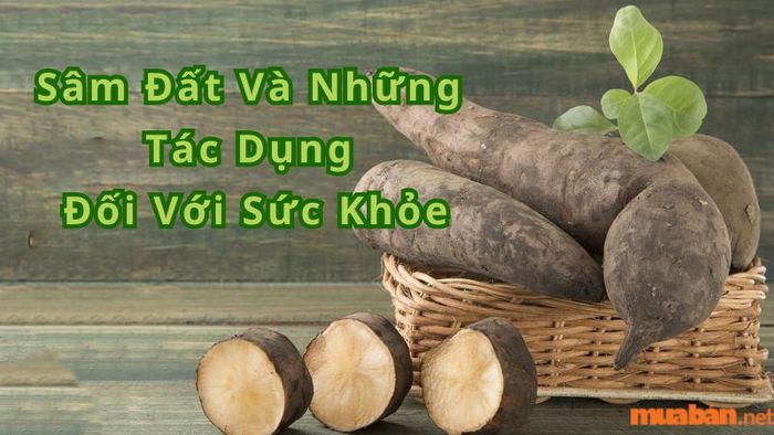 Cây sâm đất là gì? Các công dụng của cây sâm đất đối với sức khỏe con người