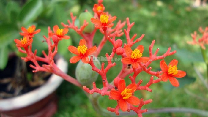 Trước khi sử dụng cây ngô đồng để điều trị bệnh, bạn nên tham khảo ý kiến bác sĩ để đảm bảo an toàn cho sức khỏe.