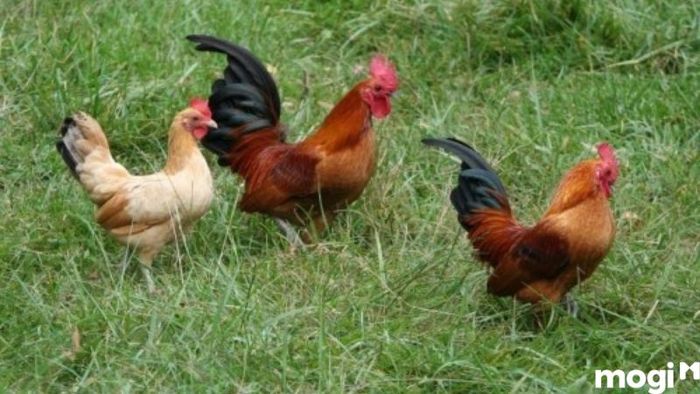 Cách Diệt Ốc Sên