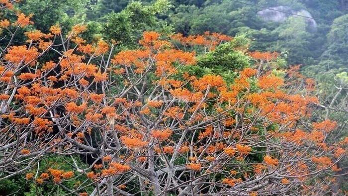 Cây ngô đồng với thân gỗ vững chãi