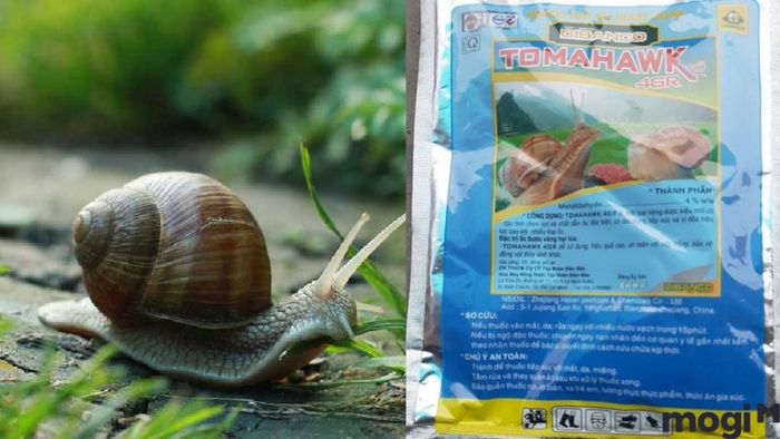 Cách Diệt Ốc Sên