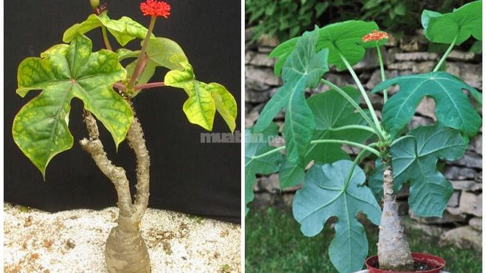 Cần chăm sóc cây ngô đồng cẩn thận để đảm bảo cây phát triển mạnh mẽ và khỏe mạnh.