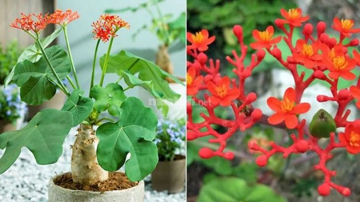 Cây ngô đồng: Tìm hiểu về hình ảnh, công dụng và cách chăm sóc đúng cách