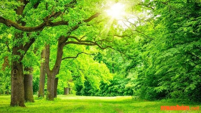 Danh sách các năm sinh của người mệnh Mộc