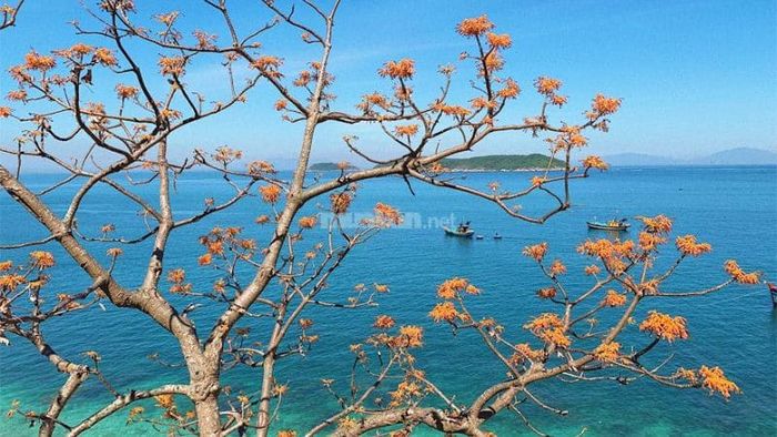 Những đóa hoa ngô đồng với sắc hồng nhạt