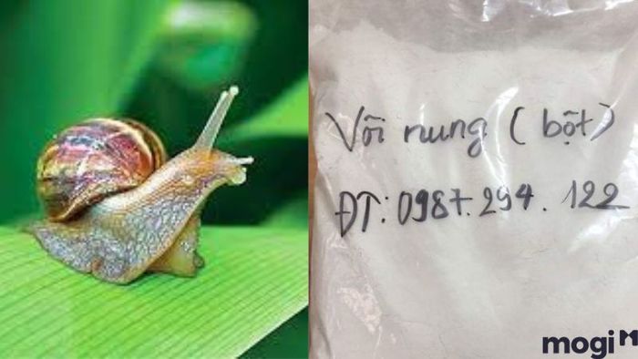 Phương Pháp Diệt Ốc Sên Bằng Vôi