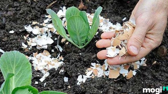Diệt Ốc Sên Bằng Vỏ Trứng, Mùn Cưa Và Trấu