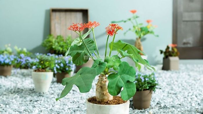 Sự quyến rũ của cây ngô đồng