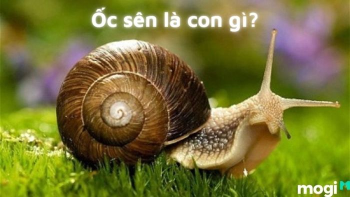 Cách Diệt Ốc Sên, Ốc Sên Là Loài Động Vật Gì