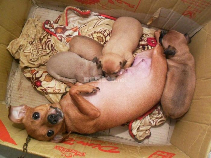 Khám phá ý nghĩa khi chó đẻ 5 con
