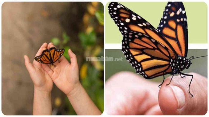 Bướm bay vào nhà nên làm gì?