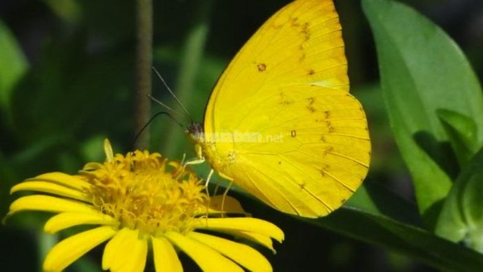Bướm màu vàng báo hiệu điều gì?