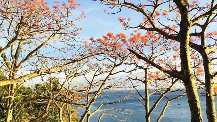 Hoa cây ngô đồng thân gỗ mang đặc điểm đơn tính.