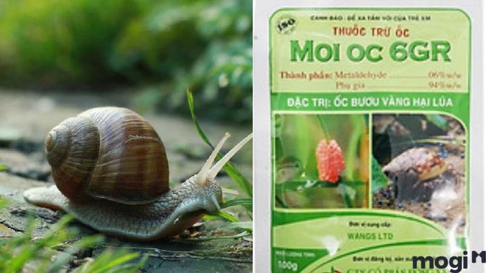 Cách Diệt Ốc Sên