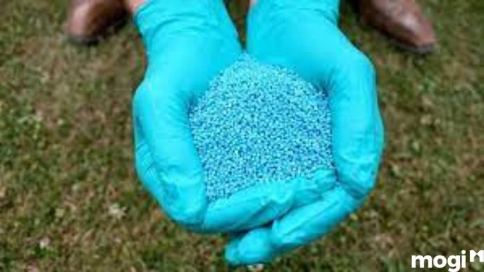 Cách Diệt Ốc Sên