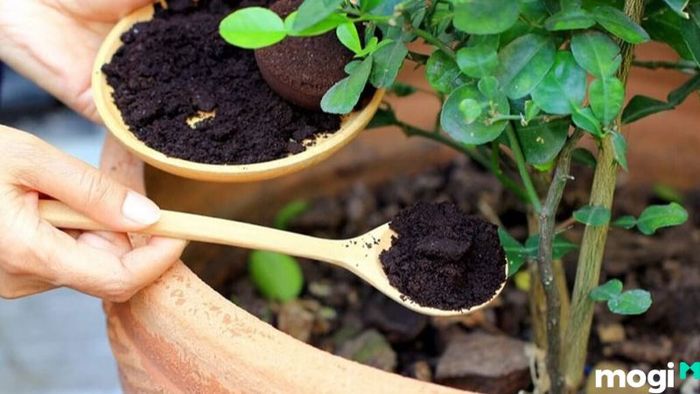 Phương Pháp Diệt Ốc Sên Bằng Cà Phê