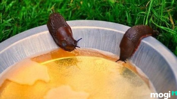 Cách Diệt Ốc Sên Bằng Mật Ong