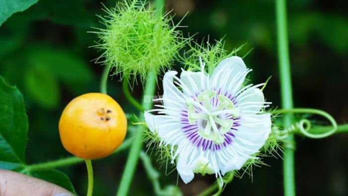 Cách trồng cây lạc tiên hiệu quả.