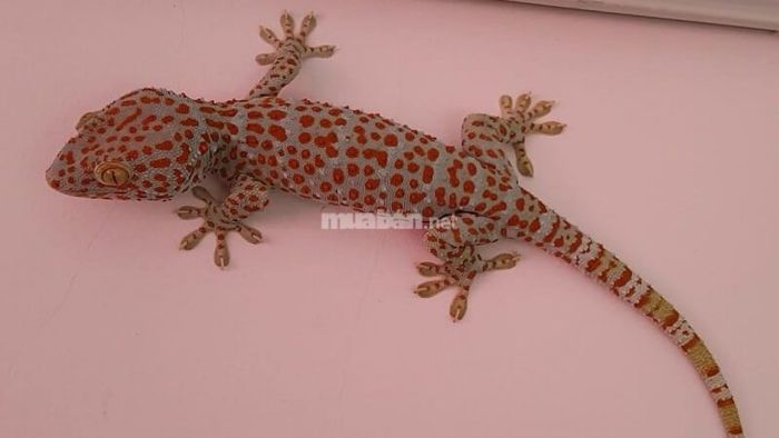 Có cần phải đuổi tắc kè ra khỏi nhà hay không?
