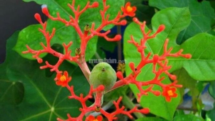Cây ngô đồng cảnh chứa nhiều chất độc tố bên trong.