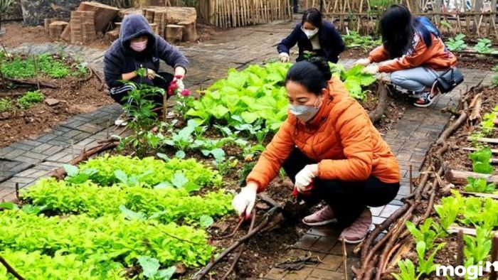 Cách Diệt Ốc Sên Bằng Việc Làm Sạch Vườn