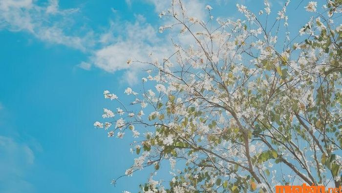 Kinh Trập là tiết khí thứ ba trong tổng số 24 tiết khí theo lịch tiết khí truyền thống.