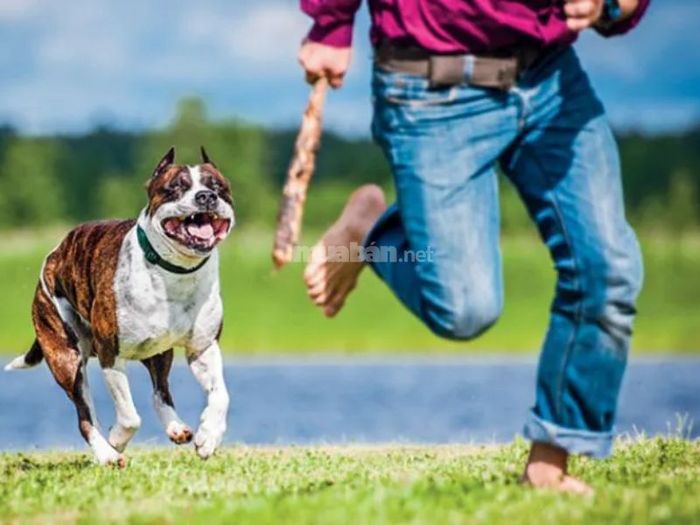 Mơ thấy chó đuổi và cắn có thể là dấu hiệu cảnh báo bạn đang gặp phải một vấn đề liên quan đến sự ghen tị hoặc ganh đua trong công việc và cuộc sống.