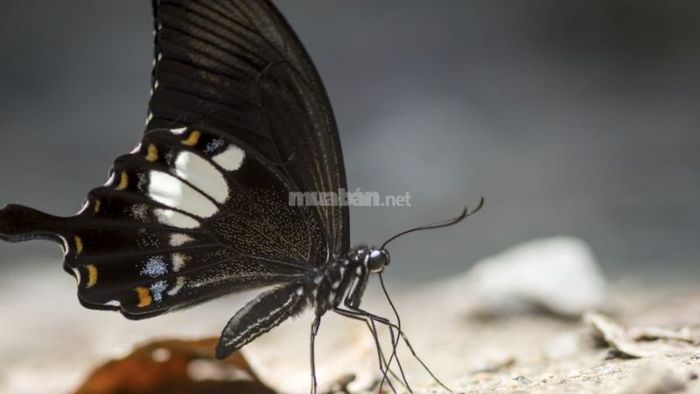 Bướm đen bay vào nhà có ý nghĩa gì?