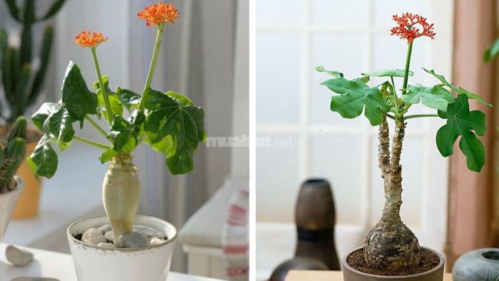Cây ngô đồng thường được chọn để trang trí không gian sống, mang lại vẻ đẹp tự nhiên cho ngôi nhà.