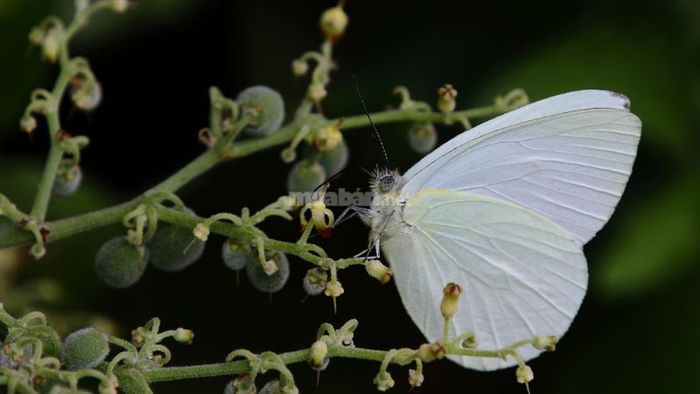 Bướm trắng mang đến điềm báo gì?