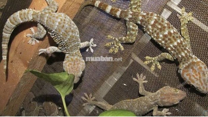 Điềm báo khi ba con tắc kè vào nhà