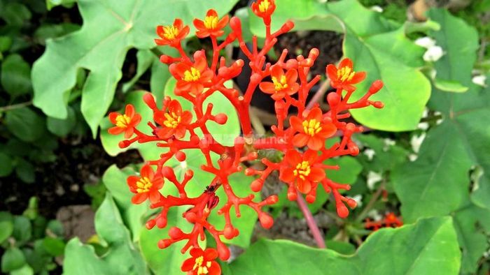Cây ngô đồng cảnh có nguồn gốc từ các vùng đất ở châu Mỹ