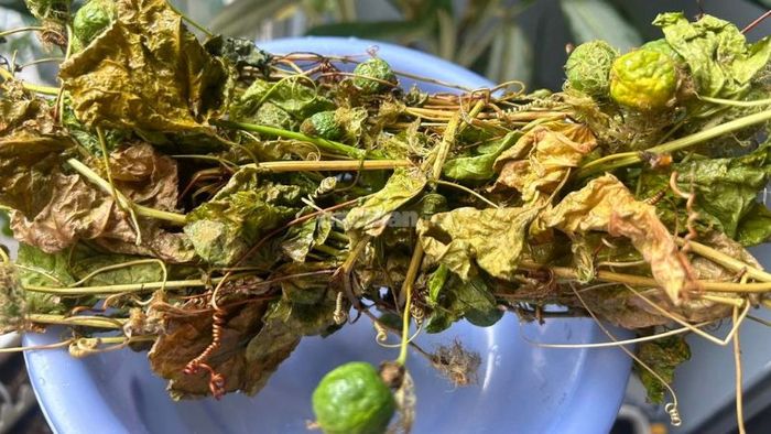 Lợi ích của cây lạc tiên