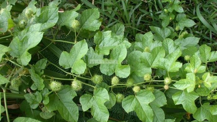Cây lạc tiên là gì?
