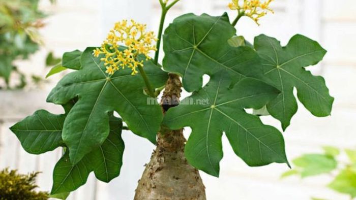 Cây ngô đồng sở hữu những bông hoa màu vàng nổi bật.