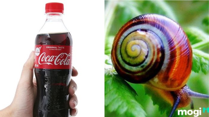 Diệt Ốc Sên Bằng Coca-Cola