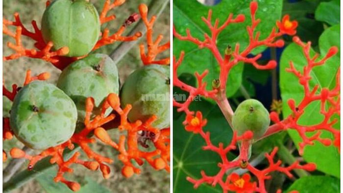 Những bông hoa đặc trưng của cây ngô đồng