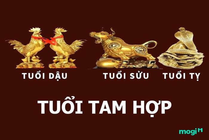 Tứ hành xung tam hợp