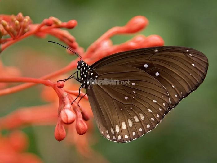 Giấc mơ thấy bướm nâu bay vào nhà