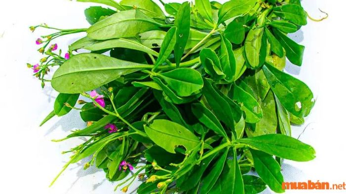 Những lợi ích của sâm đất đối với sức khỏe
