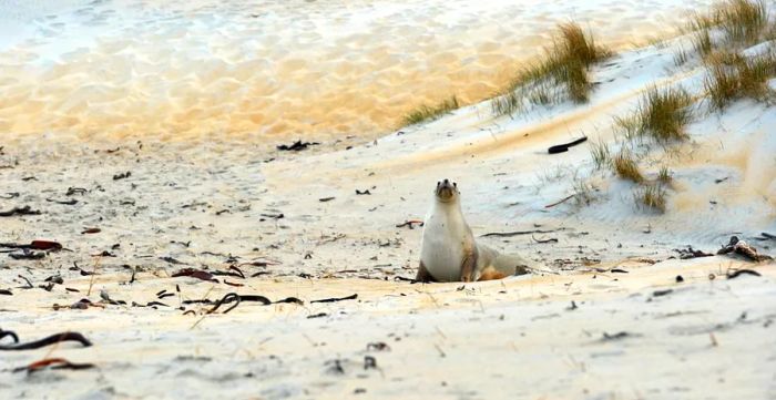 Sea lions are making their return to New Zealand's mainland after being pushed to the brink of extinction due to overhunting.