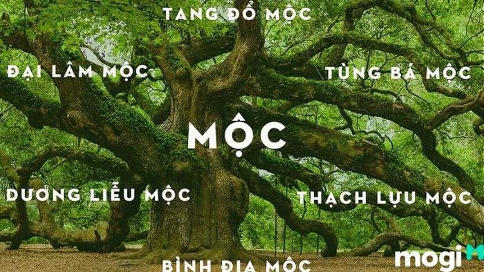 Để hiểu rõ hơn về Bình Địa Mộc, hãy tham khảo các mối quan hệ tương sinh trong ngũ hành, nơi mệnh này có thể hòa hợp với nhiều mệnh khác.