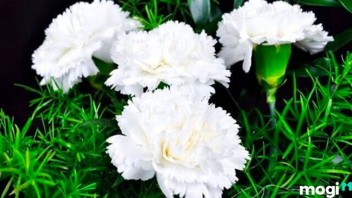 Ý Nghĩa Của Hoa Cẩm Chướng