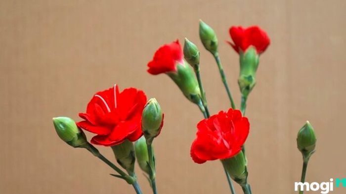 Hoa cẩm chướng đỏ thường được lựa chọn để tặng mẹ, mang ý nghĩa tượng trưng cho lòng biết ơn và sự tôn kính của con đối với mẹ. Màu đỏ thẫm của hoa cũng có thể biểu thị nỗi đau, như một trái tim tan vỡ vì một tình yêu không trọn vẹn.