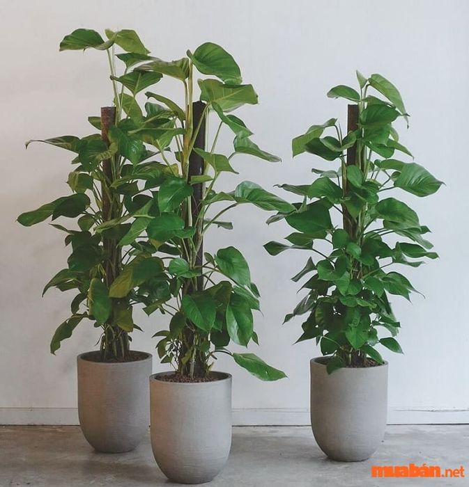 Trầu bà tỷ phú được dùng để trang trí, làm đẹp không gian sống với vẻ ngoài bắt mắt và sang trọng.