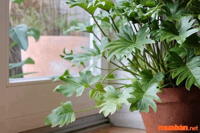 Trầu bà thường được đặt ở bệ cửa sổ trong nhà, tận dụng ánh sáng tự nhiên để phát triển và làm không gian thêm phần sinh động.