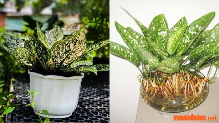 Trầu bà chân rít lá đốm, còn gọi là trầu bà chân rết, là lựa chọn yêu thích của nhiều người khi trồng cây cảnh.