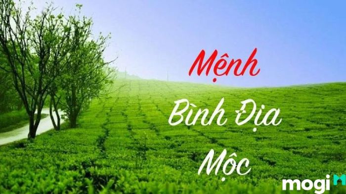 Bình Địa Mộc là gì?
