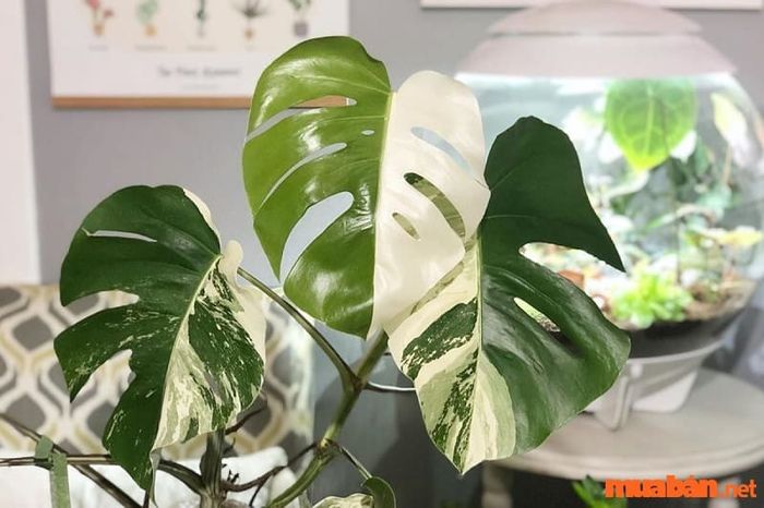 Trầu bà nên được đặt ở nơi có bóng râm, tránh ánh sáng trực tiếp để cây phát triển tốt.