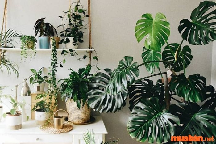 Trầu bà với những chiếc lá xẻ đặc trưng, tạo nên vẻ đẹp độc đáo và cuốn hút.